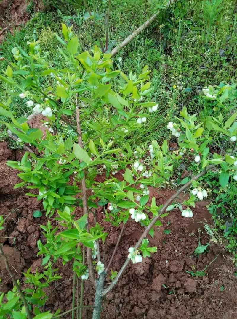 出售蓝莓结果树，重庆渝北