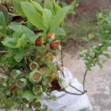 出售蓝莓结果树，重庆渝北