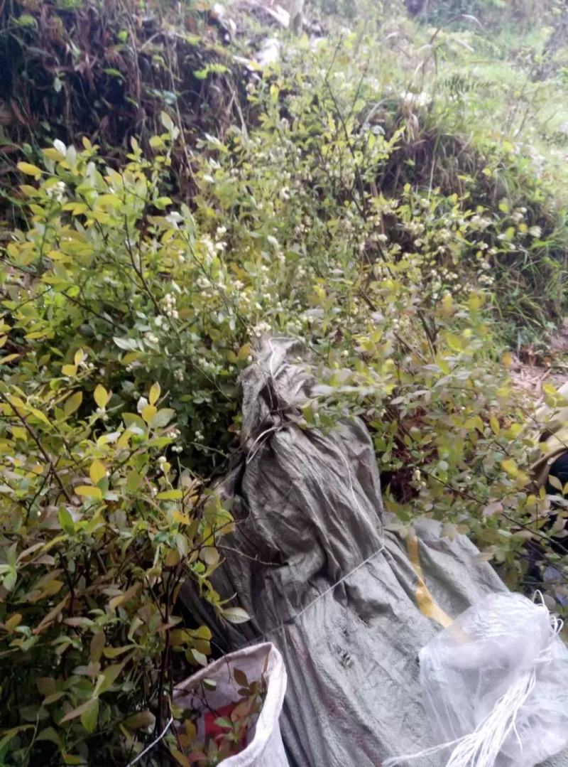 出售蓝莓结果树，重庆渝北