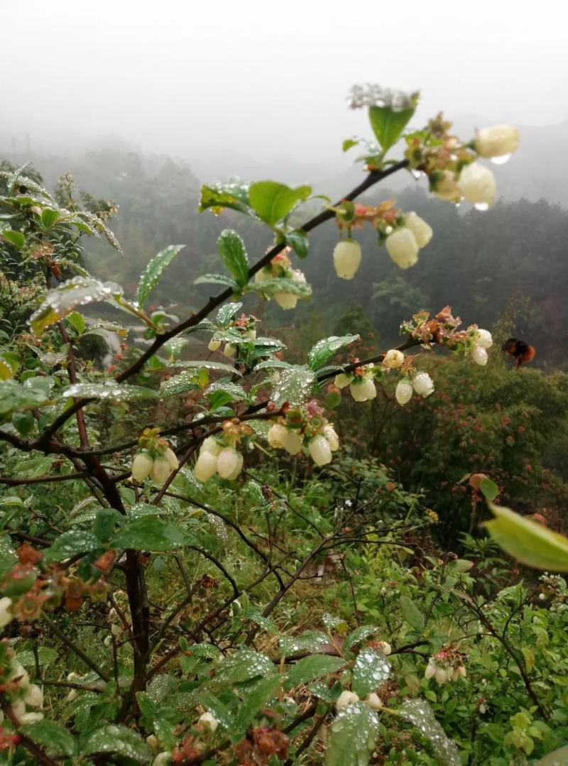 出售蓝莓结果树，重庆渝北