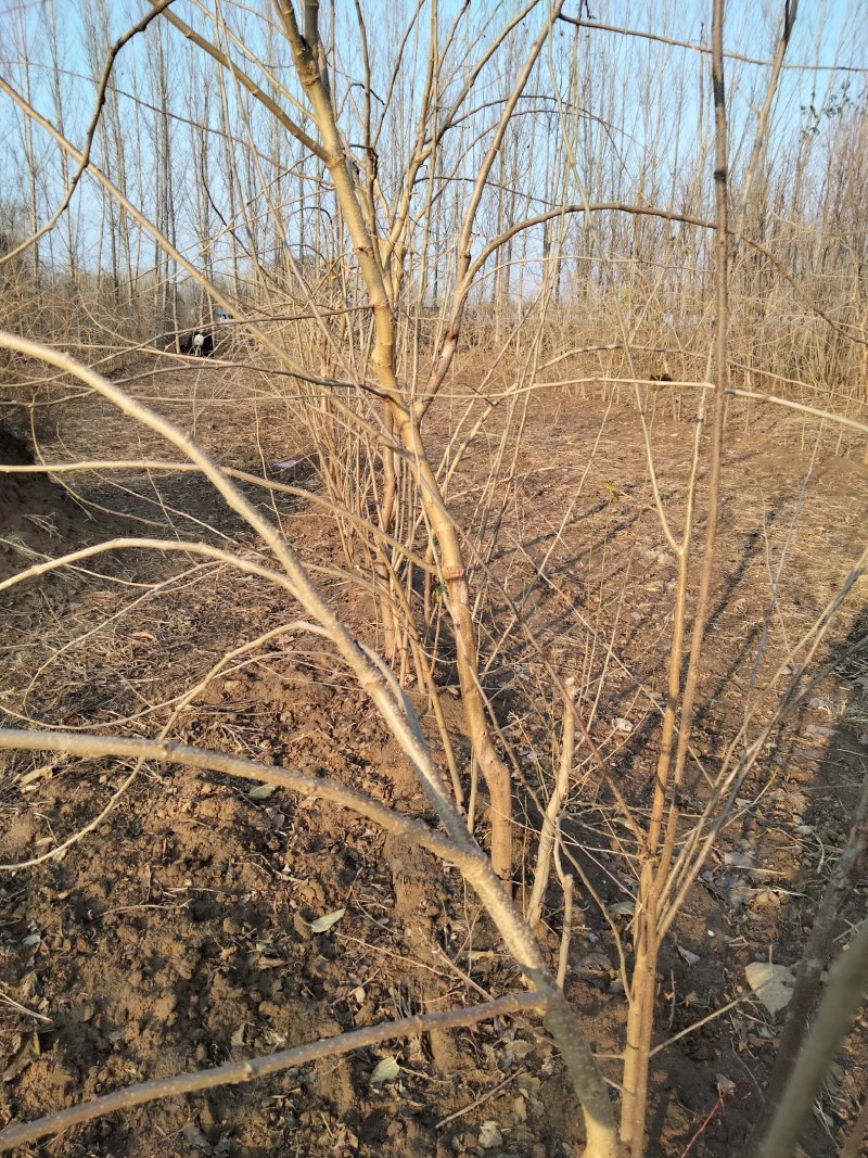 出售椹树苗成品苗白玉苗、黑珍珠苗