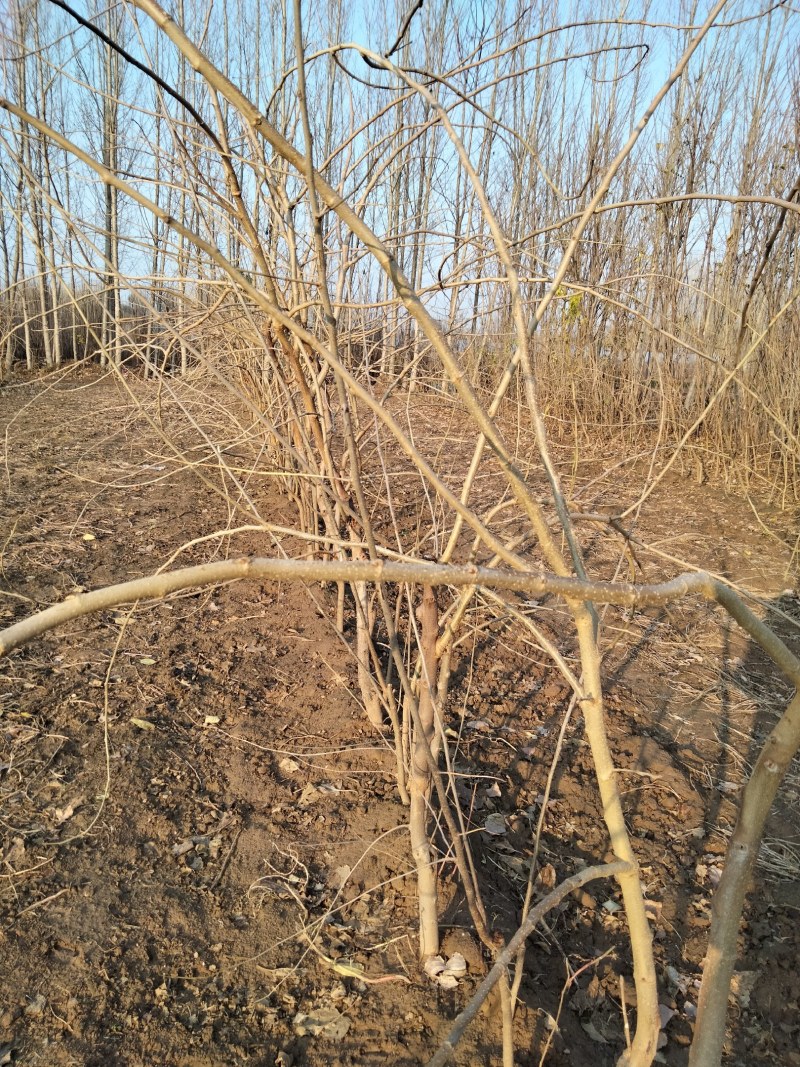 出售椹树苗成品苗白玉苗、黑珍珠苗