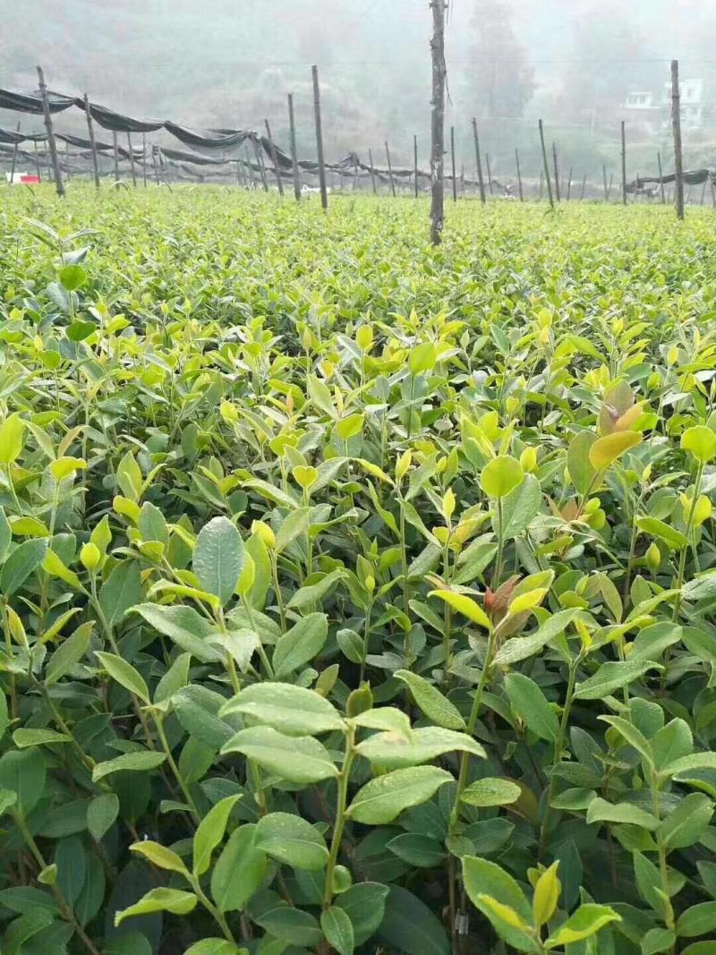 广西油茶嫁接苗湘林210袋苗带泥发货包邮