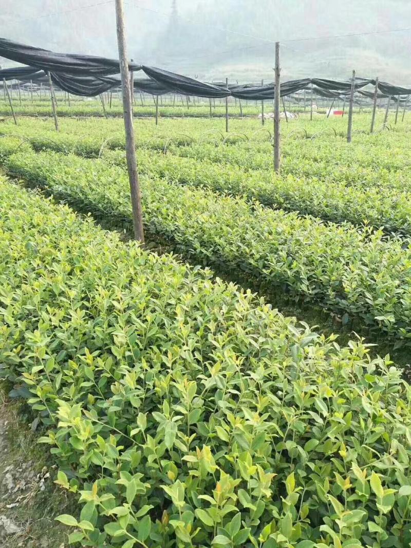 广西油茶嫁接苗湘林210袋苗带泥发货包邮