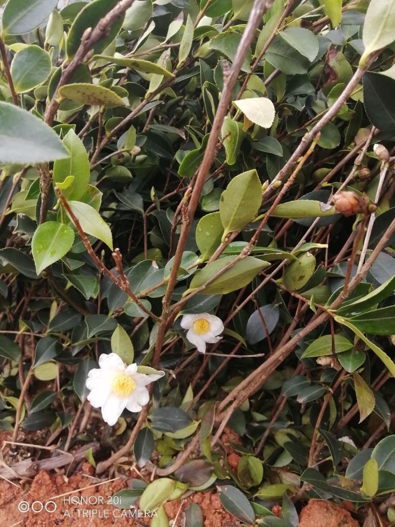 广西油茶嫁接苗湘林210袋苗带泥发货包邮
