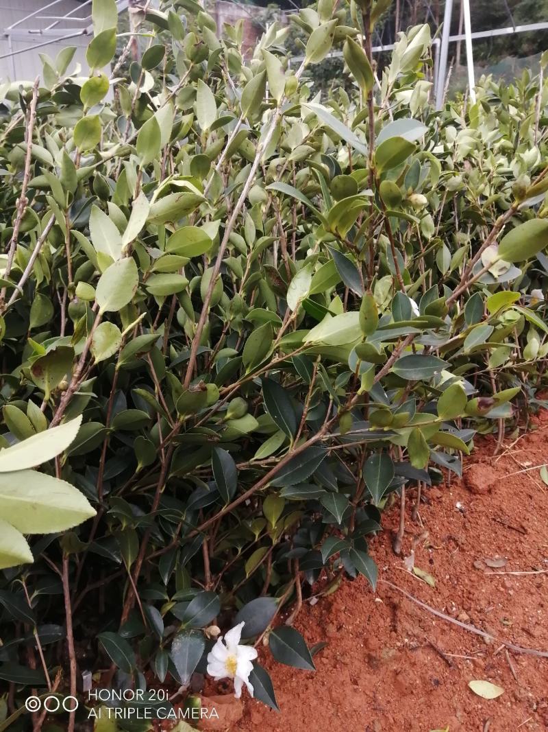 广西油茶嫁接苗湘林210袋苗带泥发货包邮