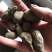 三叶青金线吊葫芦实物拍摄三叶青干货白茬芯三叶青