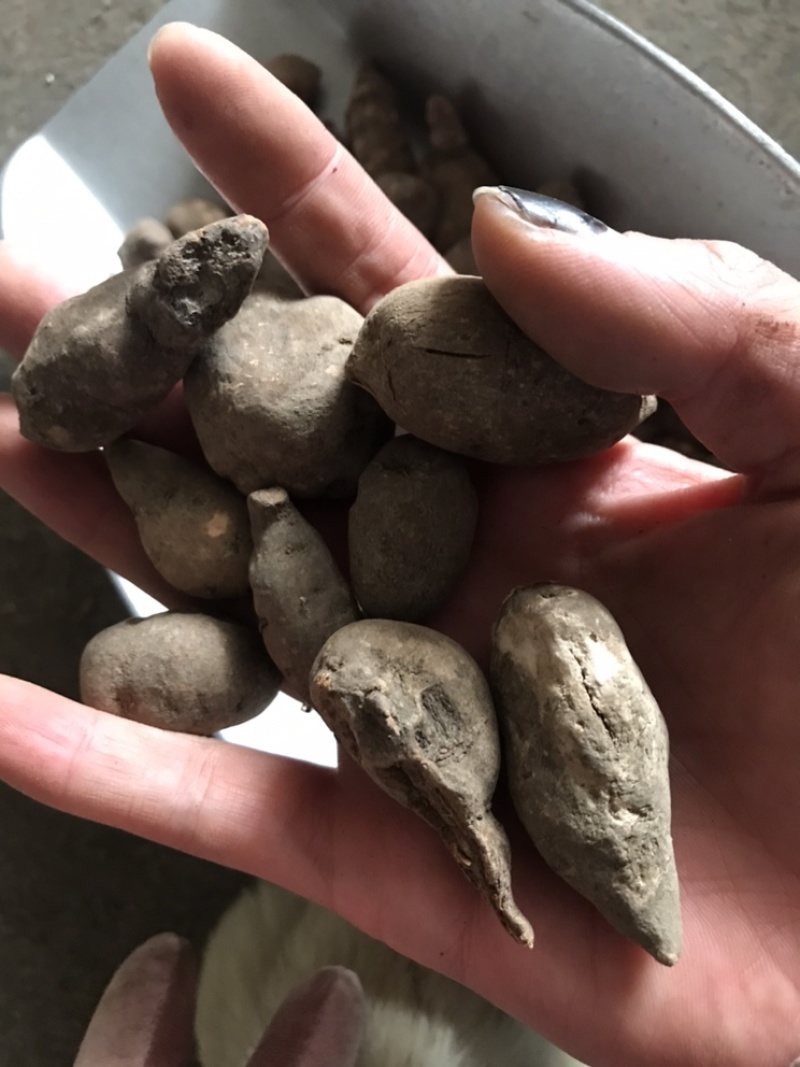 三叶青金线吊葫芦实物拍摄三叶青干货白茬芯三叶青