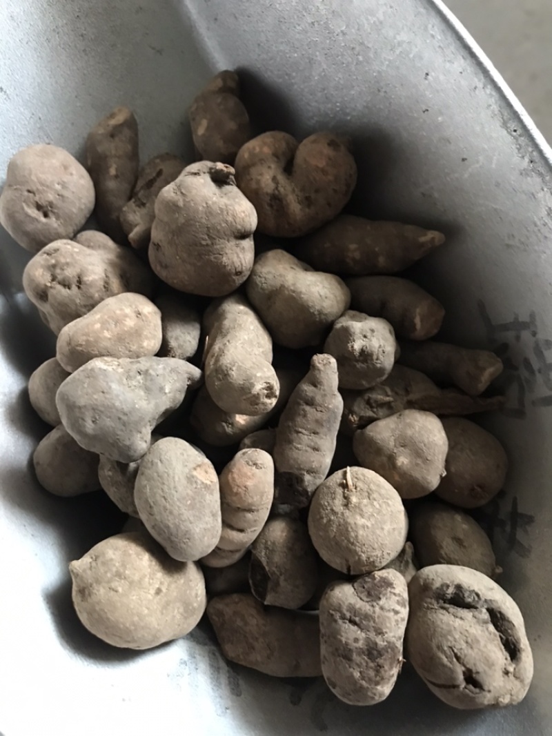 三叶青金线吊葫芦实物拍摄三叶青干货白茬芯三叶青