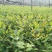 广西软枝油茶嫁接苗高产白花油茶油茶苗南方种植油茶树