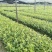 广西软枝油茶嫁接苗高产白花油茶油茶苗南方种植油茶树