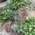 广西软枝油茶嫁接苗高产白花油茶油茶苗南方种植油茶树
