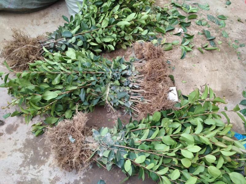 广西软枝油茶嫁接苗高产白花油茶油茶苗南方种植油茶树