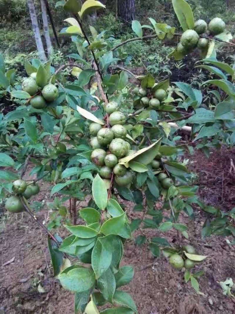 广西软枝油茶嫁接苗高产白花油茶油茶苗南方种植油茶树