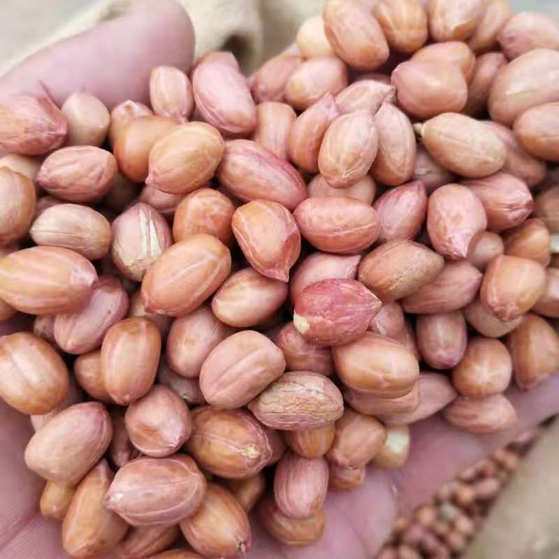 一级印度白沙米花生，现货批发，货优价美，欢迎订购