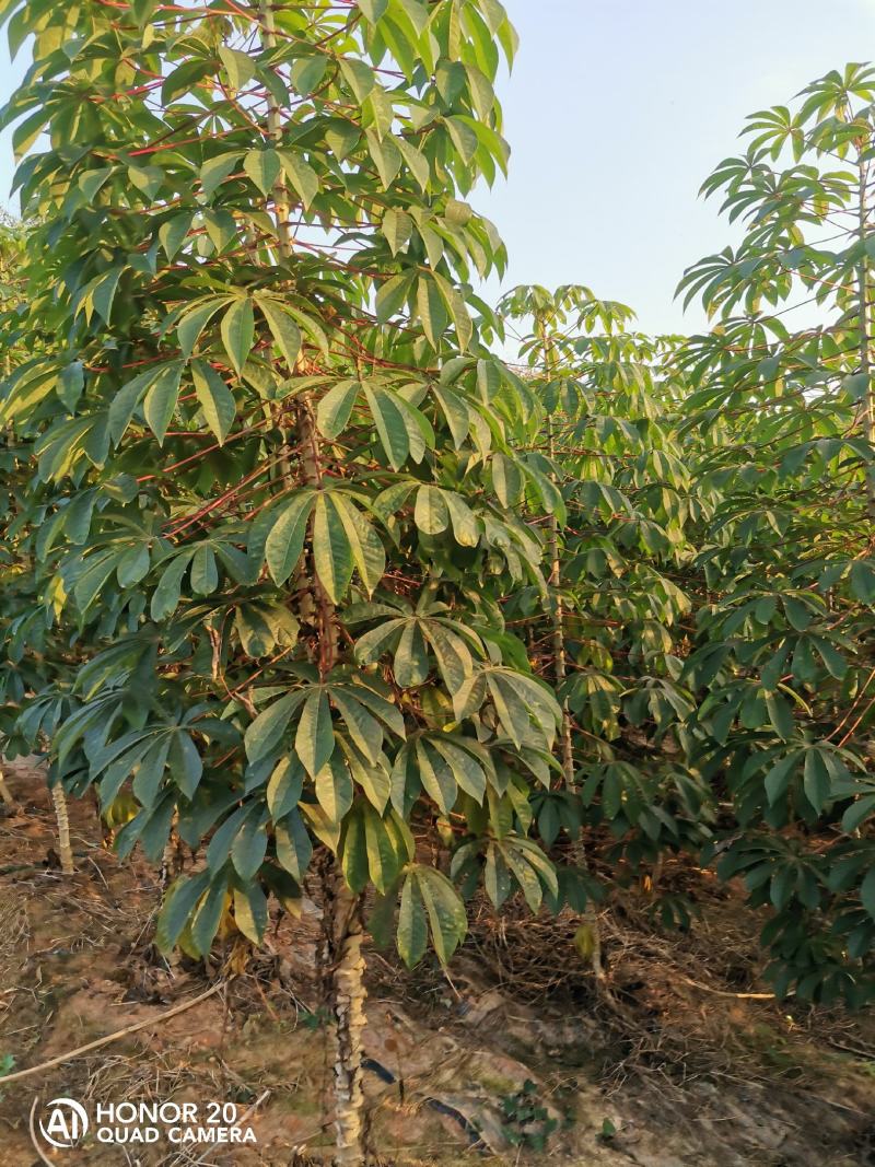 新鲜面包木薯待卖，现挖现装