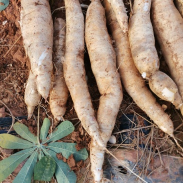 新鲜面包木薯待卖，现挖现装