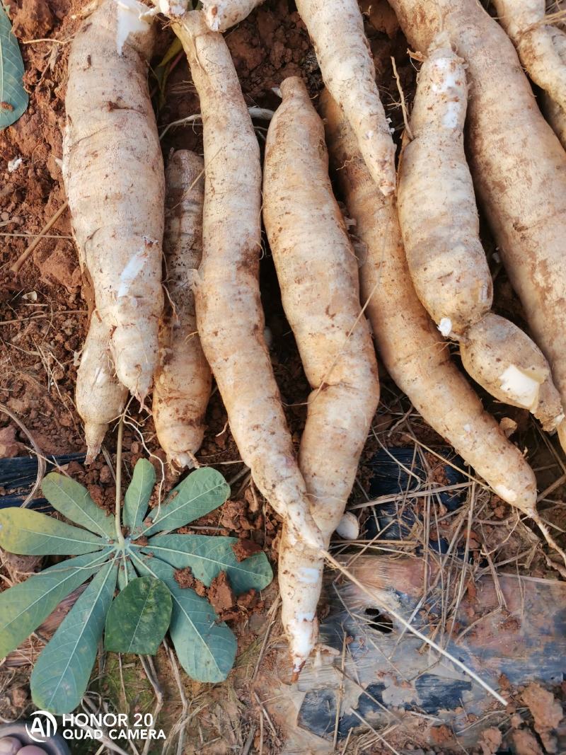 新鲜面包木薯待卖，现挖现装