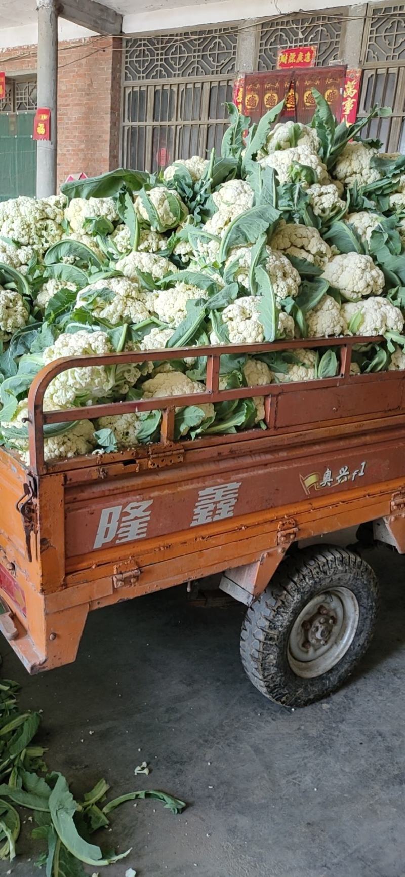 精品有机花菜大量供货