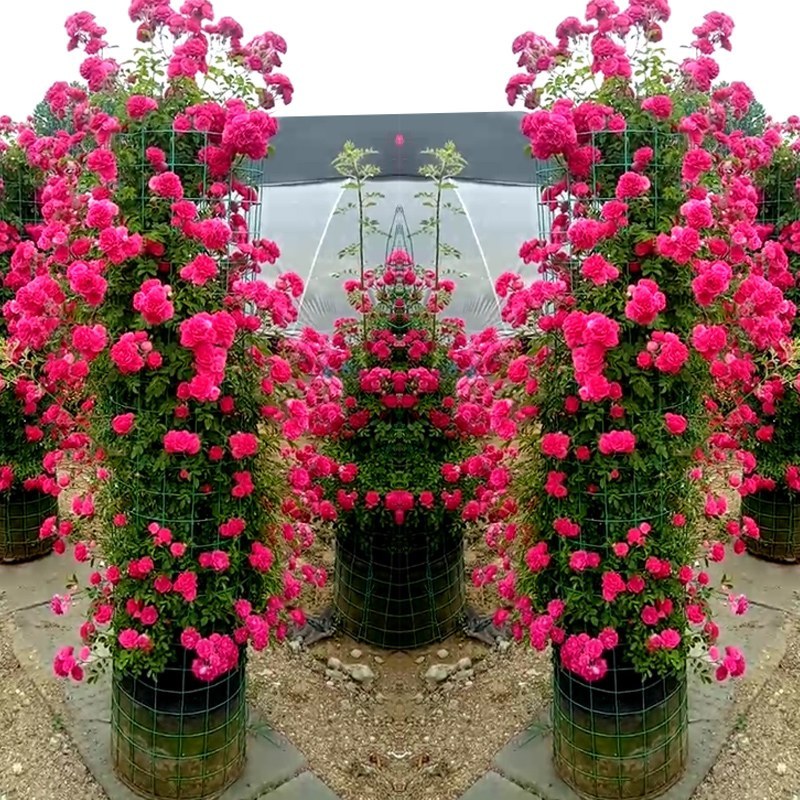 木香花藤本木香花颜色有黄色红色白色基地直销包邮