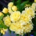 木香花藤本木香花颜色有黄色红色白色基地直销包邮