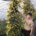 木香花藤本木香花颜色有黄色红色白色基地直销包邮