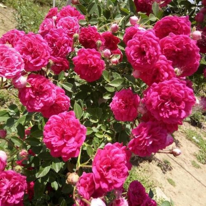 木香花藤本木香花颜色有黄色红色白色基地直销包邮