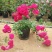 木香花藤本木香花颜色有黄色红色白色基地直销包邮