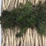 送鹿茸，长白山鲜人参苗100棵起批种植可以煲汤赠送礼盒
