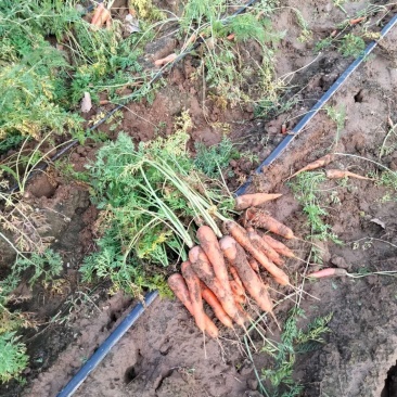 大量供应红萝卜、口感好