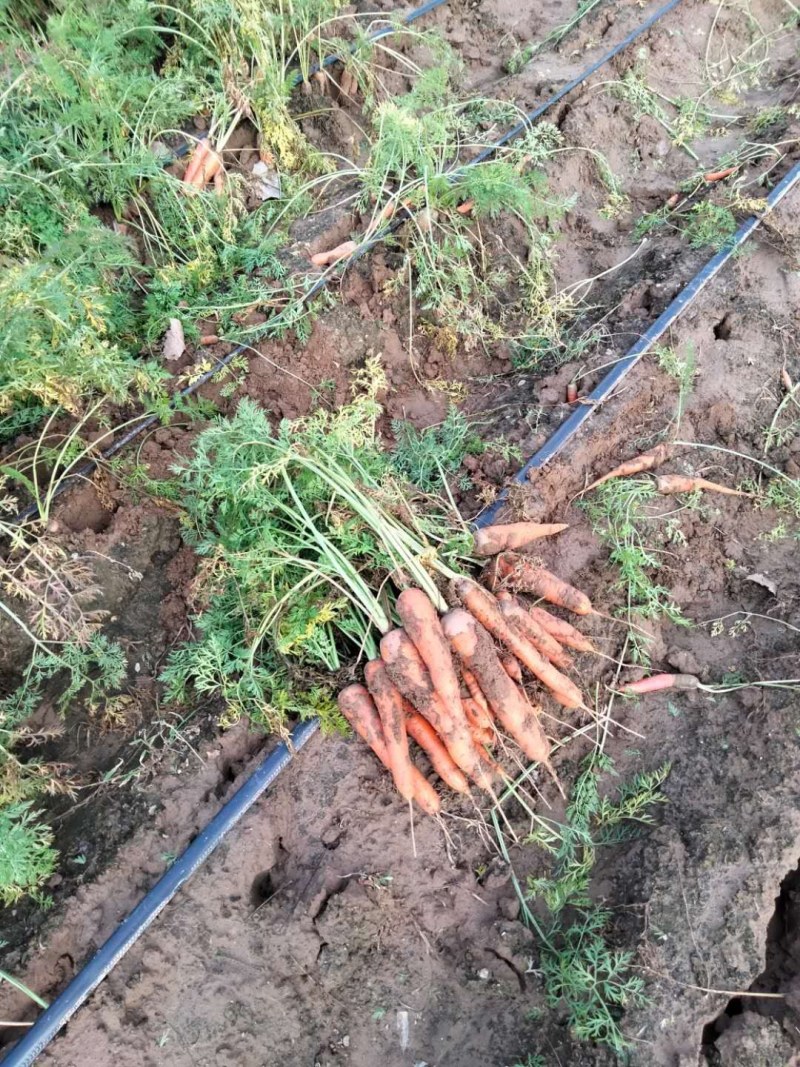 大量供应红萝卜、口感好