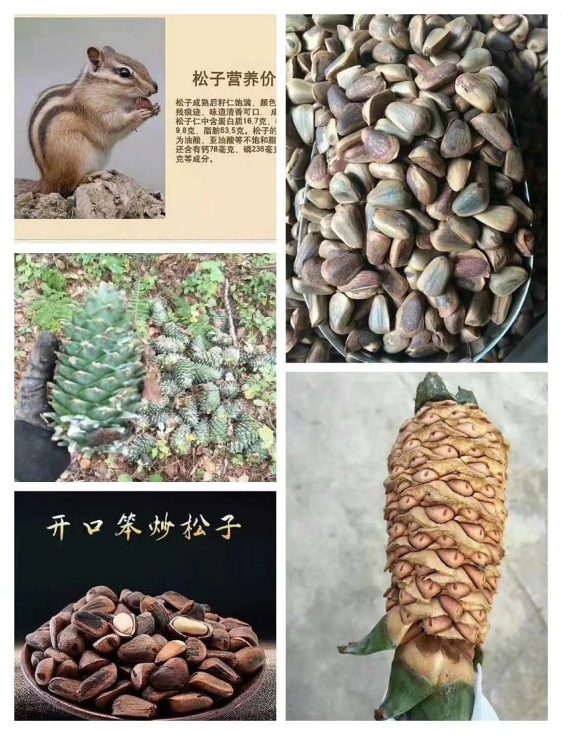 长白山精心挑选野生开口松子五斤起送精美礼盒