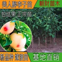 【有好货】美人醉李子苗全新品种挂果多南北方种植高成活率