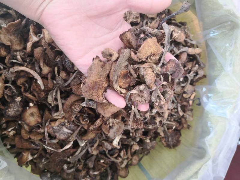 长白山特产野生榛蘑干一斤能泡开8-10斤