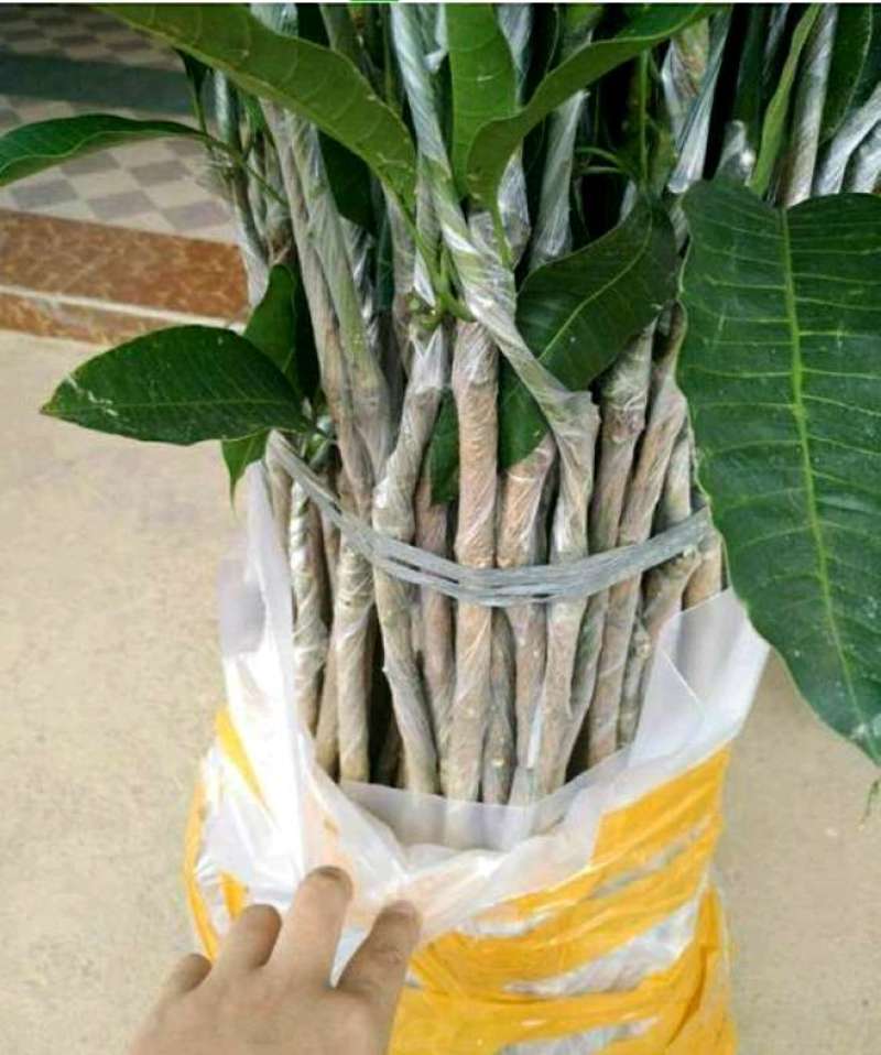 四季芒果苗生吃脆甜熟了蜜甜好吃