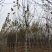 山东菏泽郓城县大量出售15到25移栽法桐