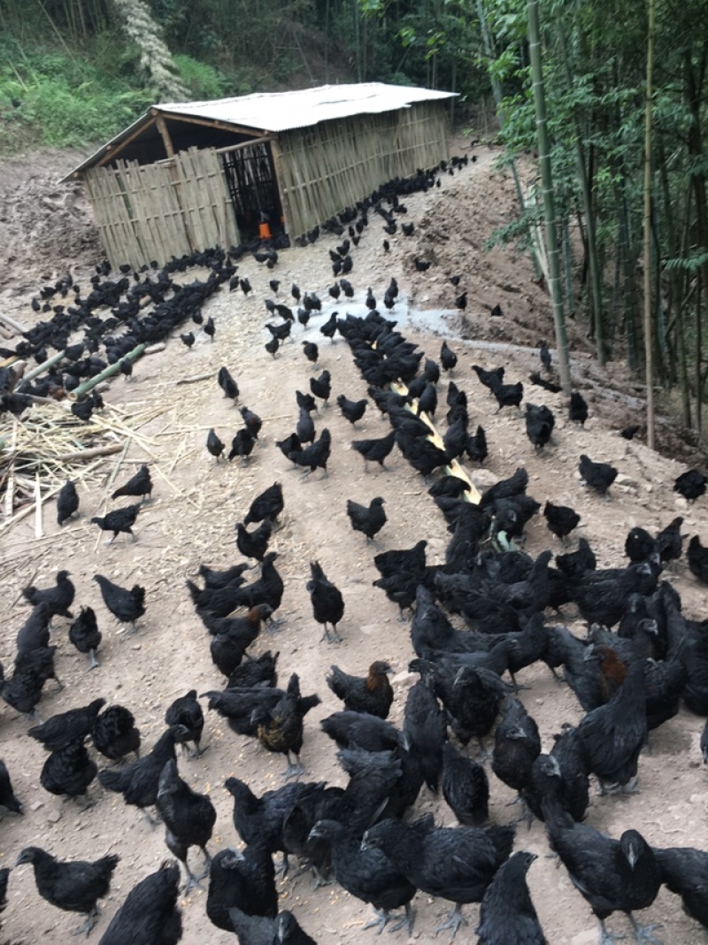 原生态乌骨鸡跑山鸡价格美丽