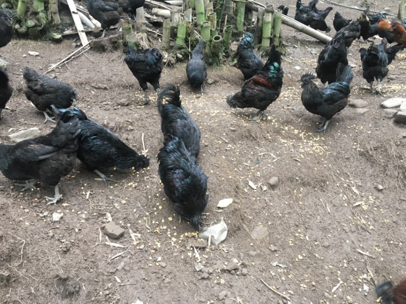 原生态乌骨鸡跑山鸡价格美丽