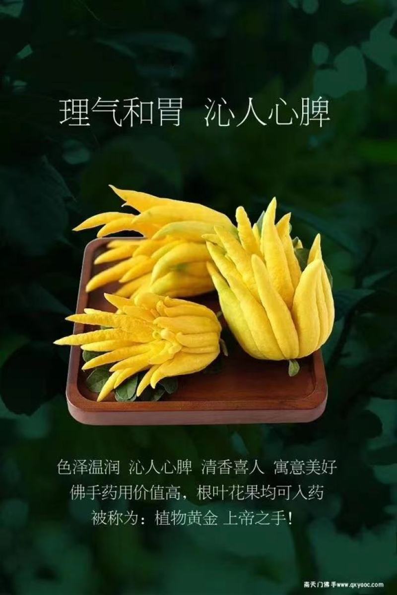 佛手，佛手树苗。佛手盆景。
