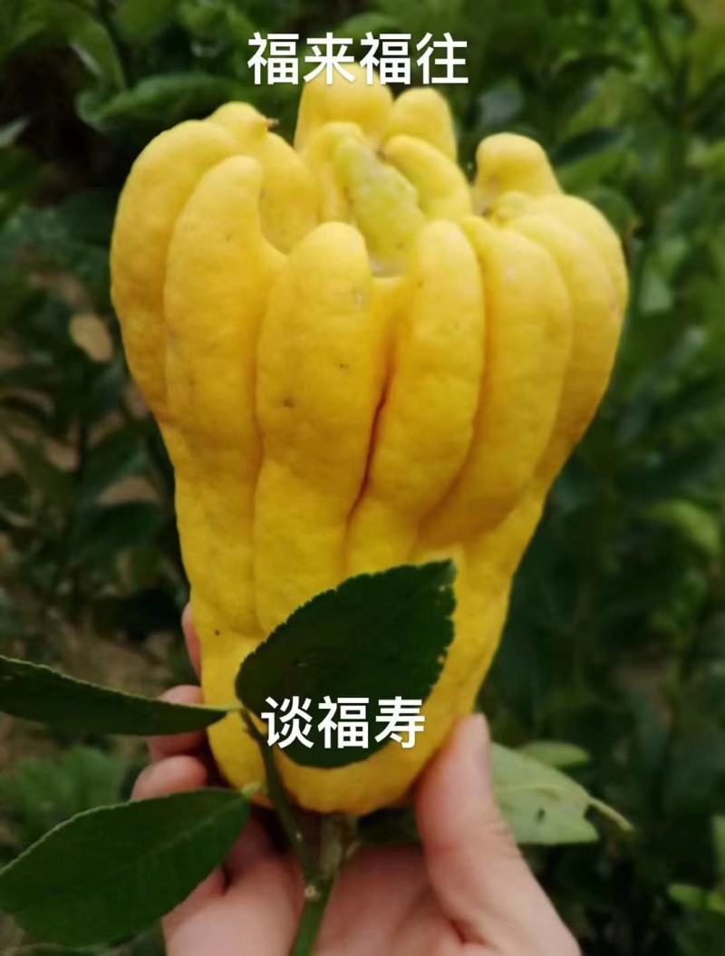 佛手，佛手树苗。佛手盆景。