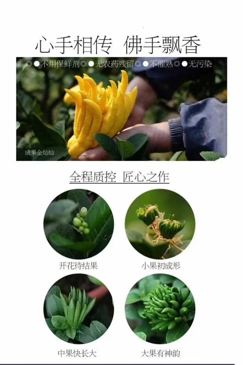 佛手，佛手树苗。佛手盆景。