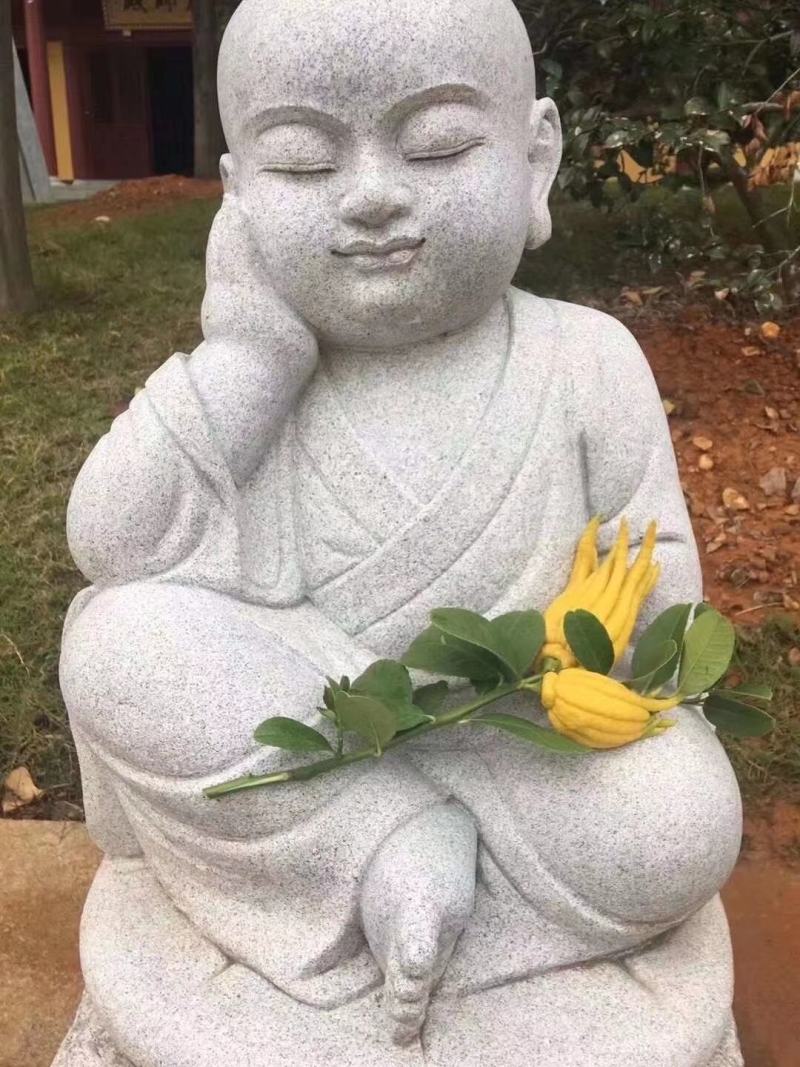 佛手，佛手树苗。佛手盆景。