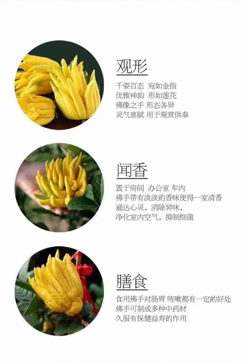 佛手，佛手树苗。佛手盆景。
