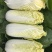 内黄县娃娃菜，诚信经营、货源充足，一手货源