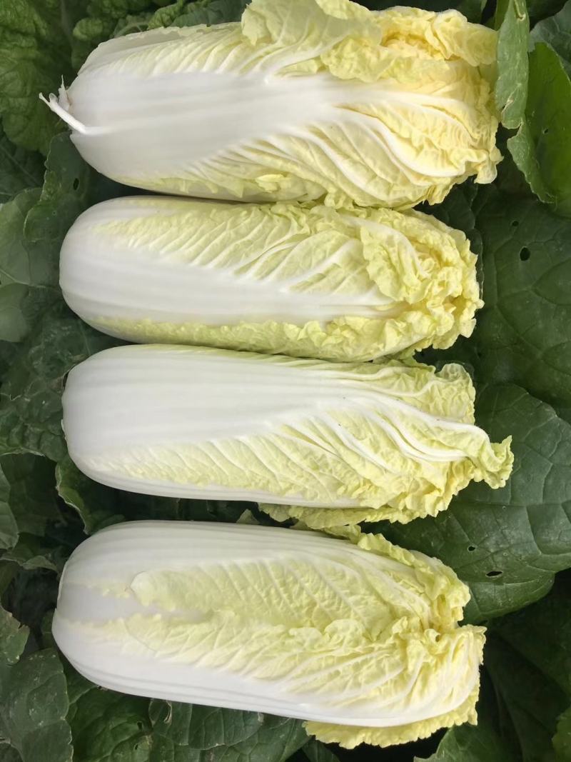 内黄县娃娃菜，诚信经营、货源充足，一手货源