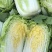 内黄县娃娃菜，诚信经营、货源充足，一手货源