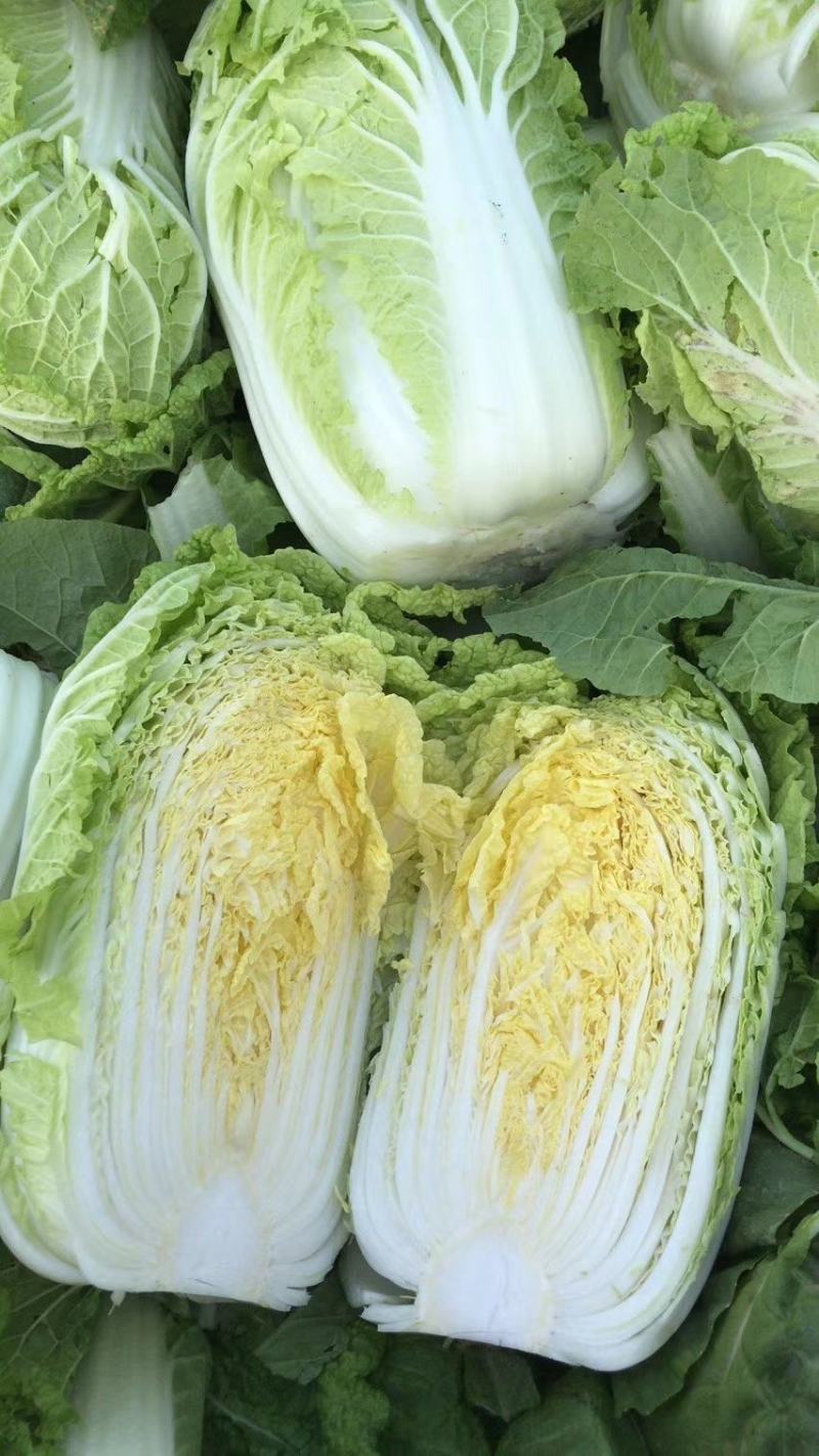 内黄县娃娃菜，诚信经营、货源充足，一手货源
