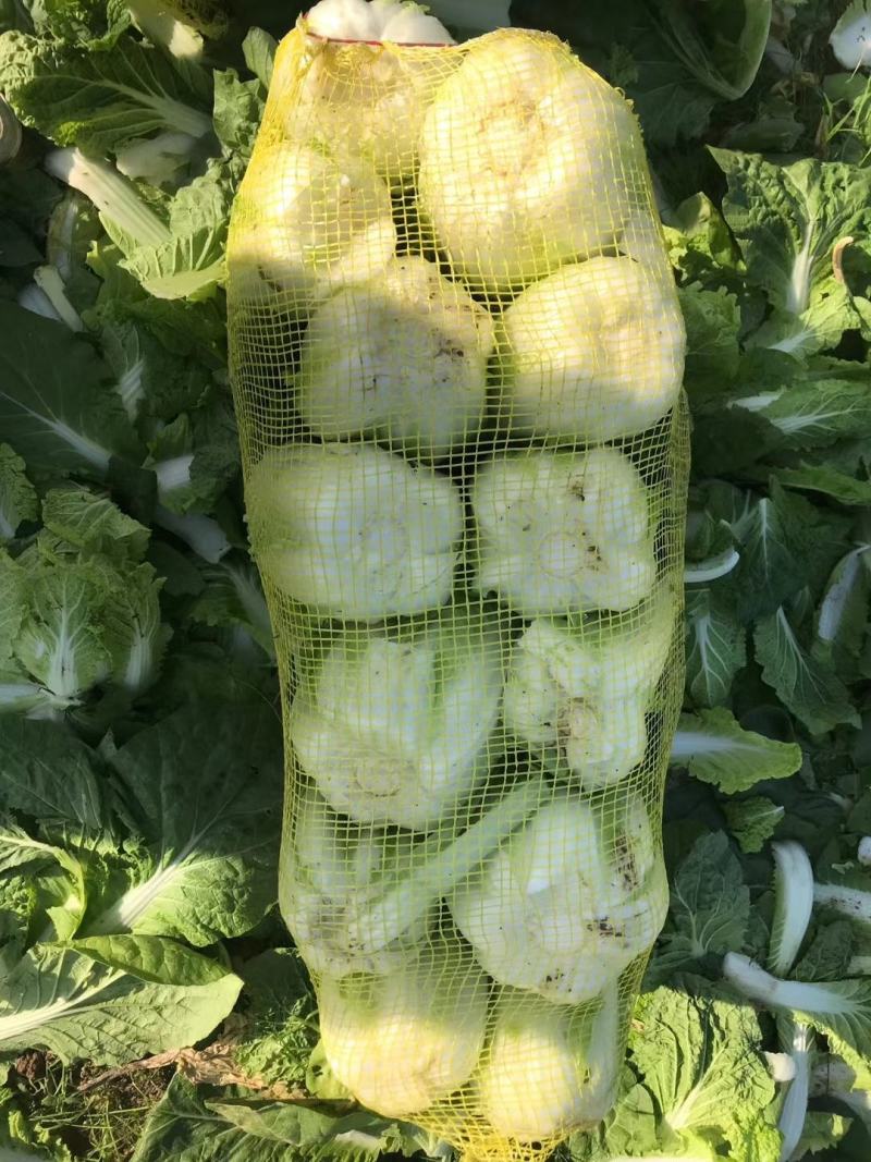 内黄县娃娃菜，诚信经营、货源充足，一手货源