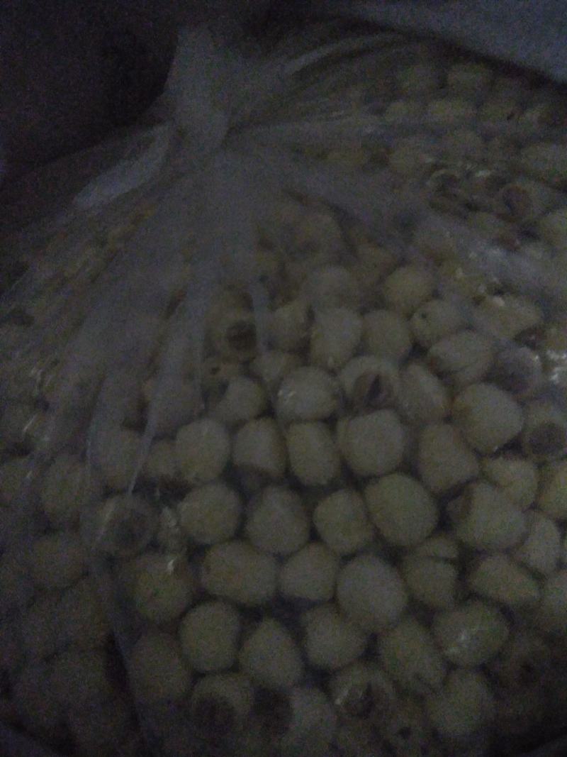 白莲铁莲都有铁莲子！莲子通心白莲