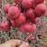 红海棠果盆景果树苗果实可观赏可食用盆栽地栽都可以